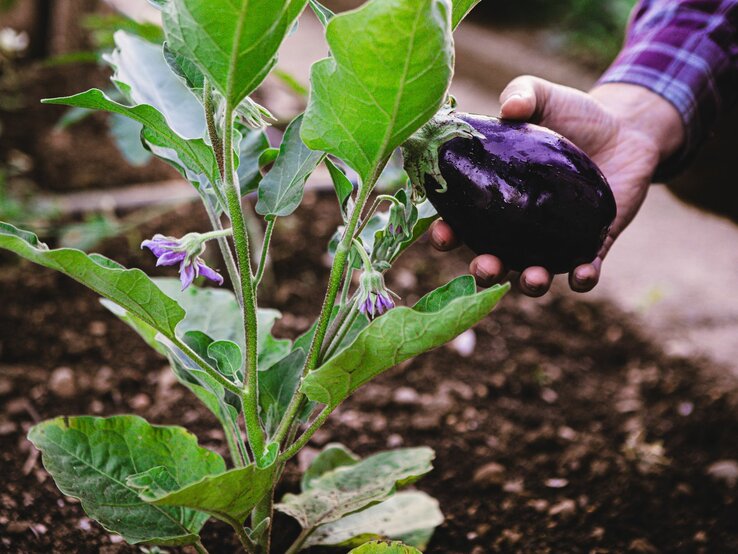 Reife Aubergine erkennen Ultimativer GartenTrick für die perfekte
